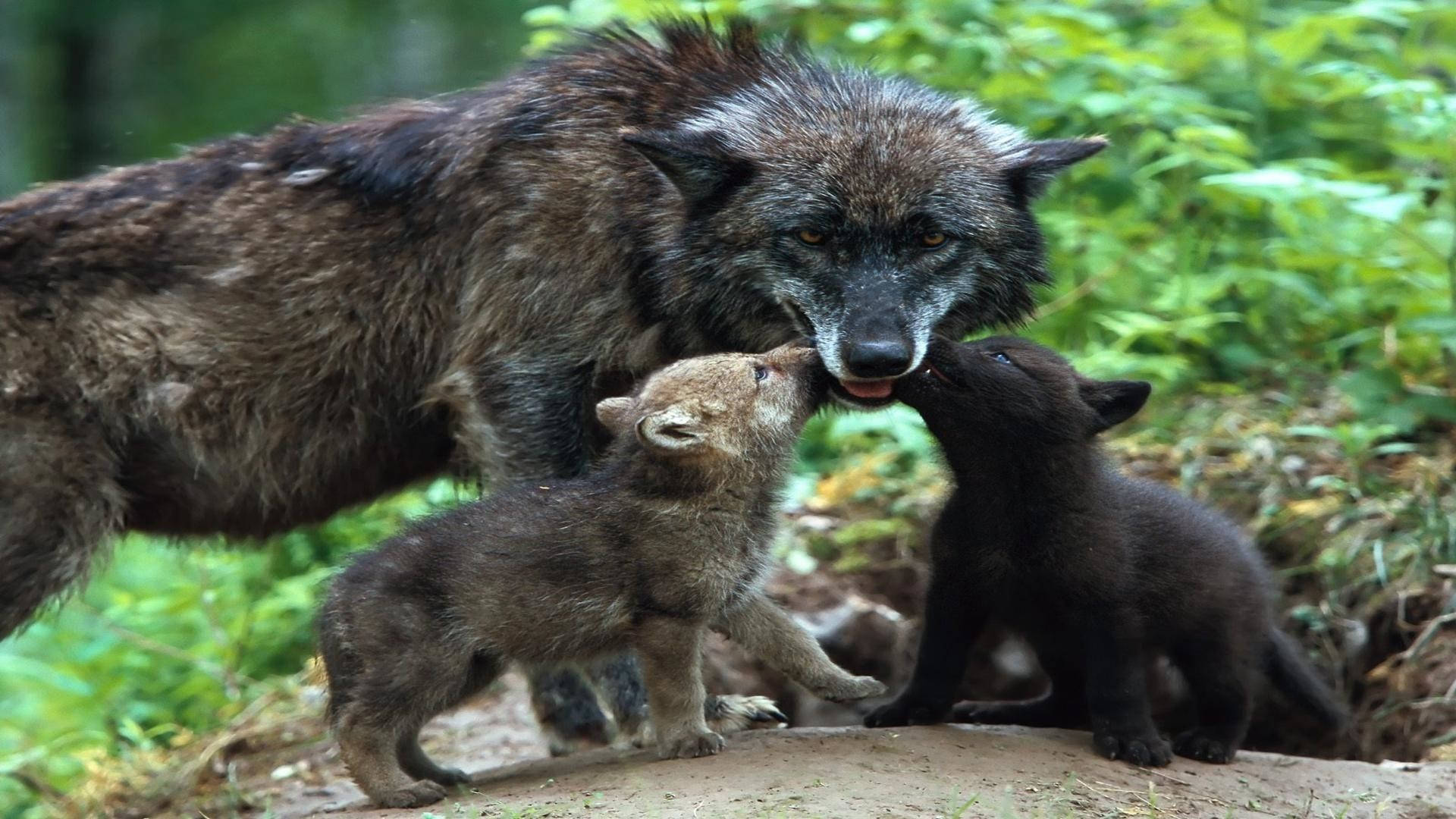 Cute Wolf Pups With Mother Wolf Wallpaper
