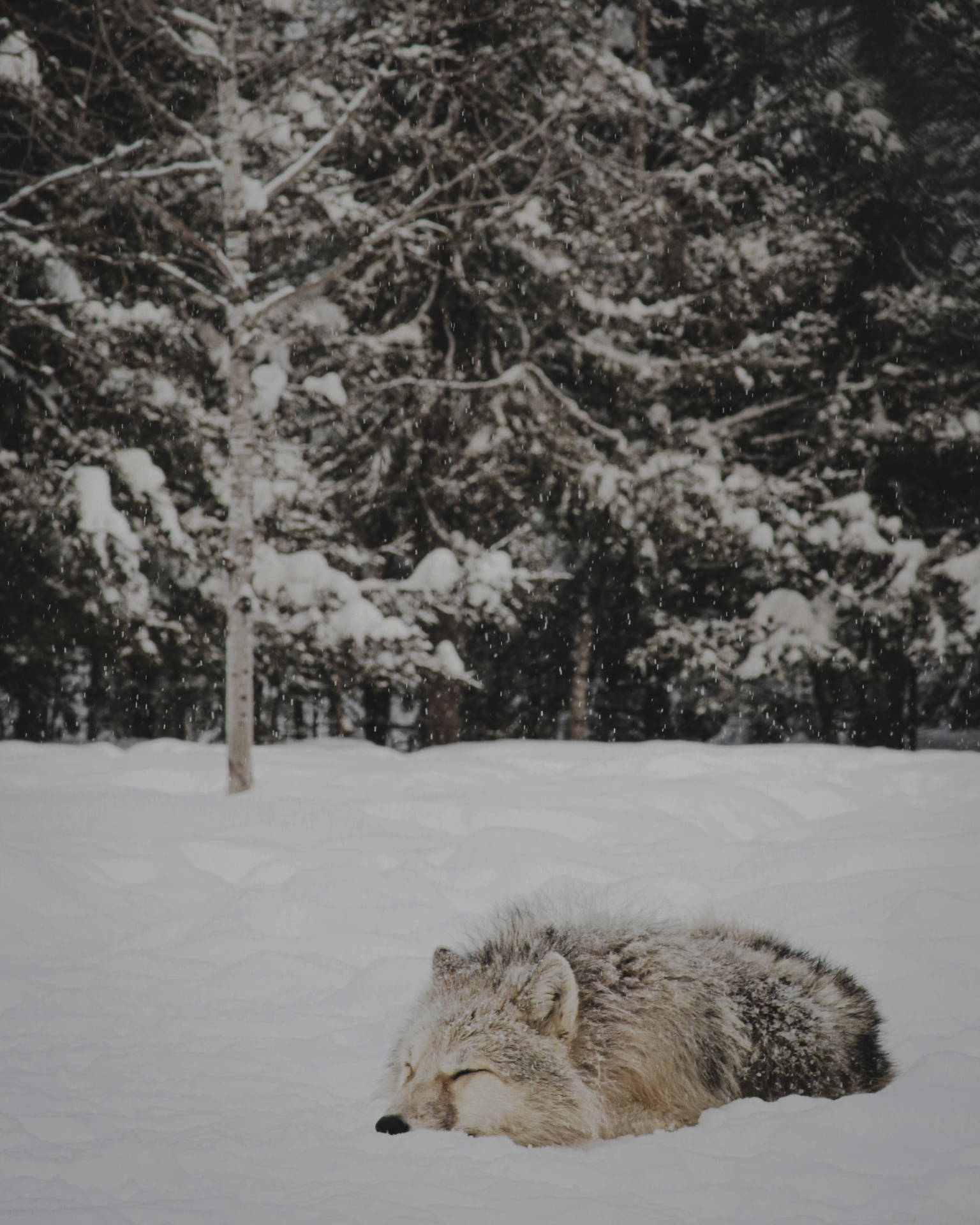 Cute Wolf Sleeping On Snow Wallpaper