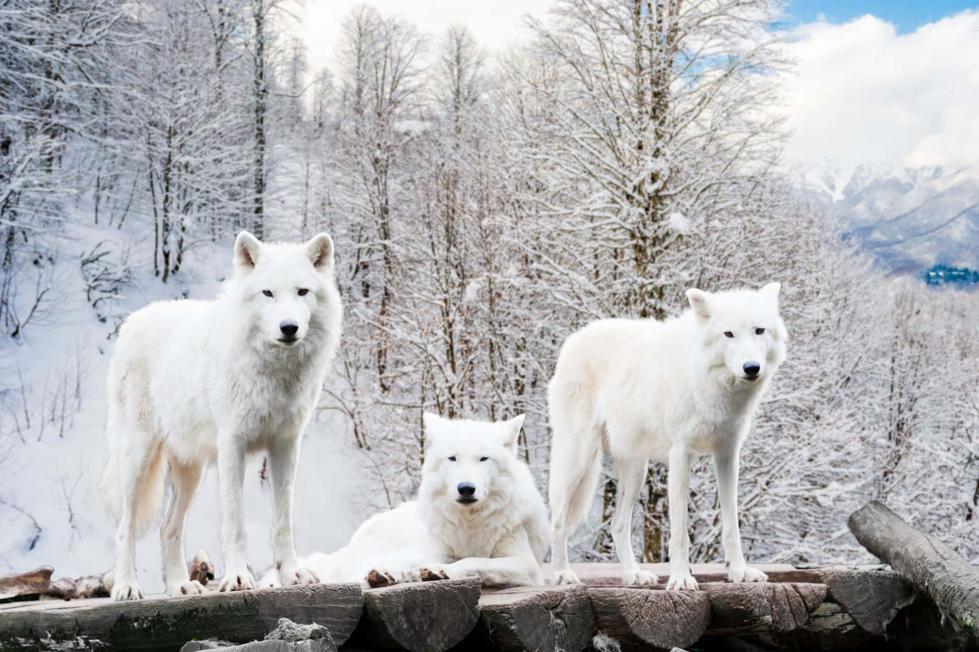 To smukke arktiske ulve binder sig med hinanden i et iskoldt landskab. Wallpaper