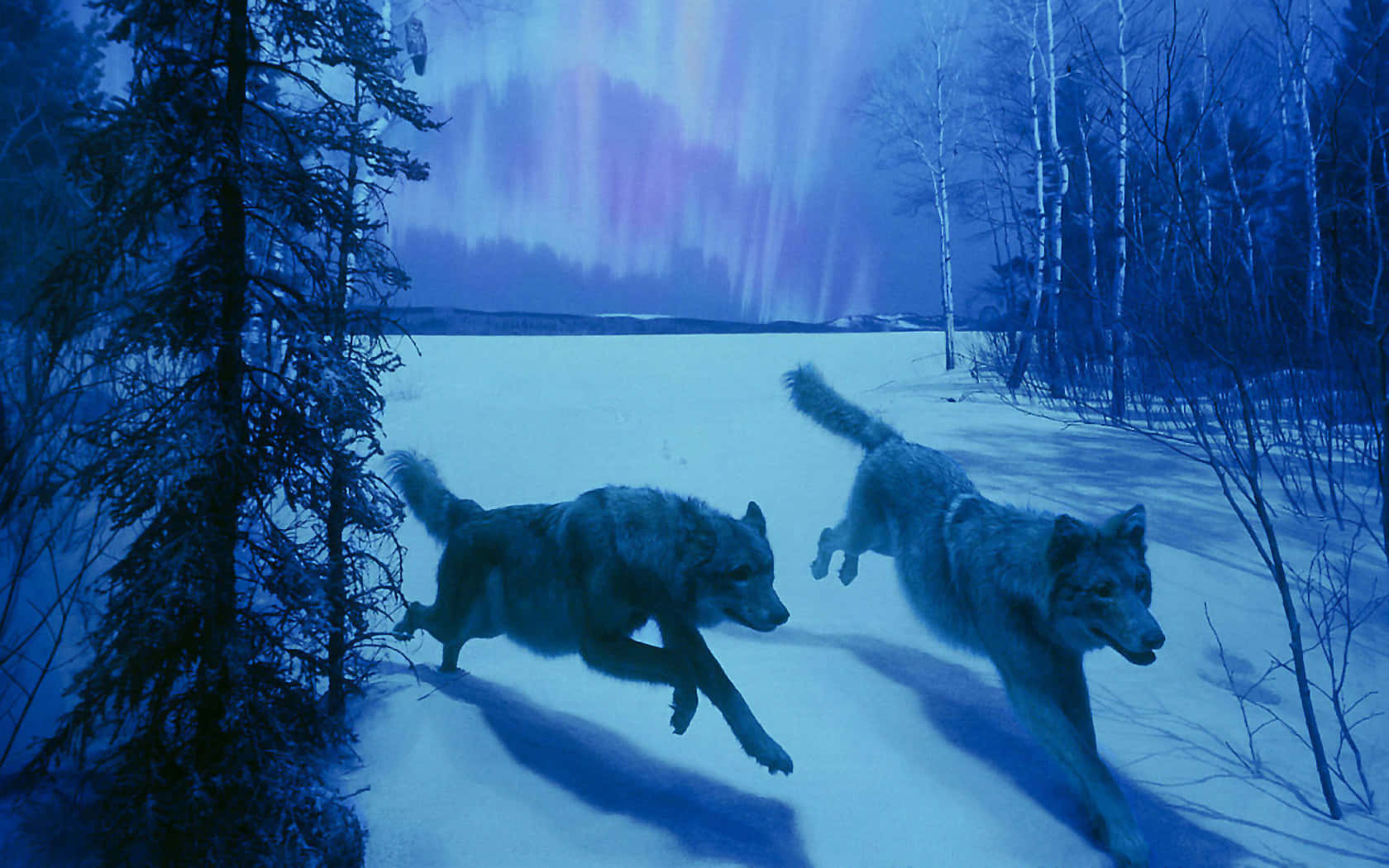 Two Wolves Running In The Snow With The Aurora Lights Behind Them Wallpaper