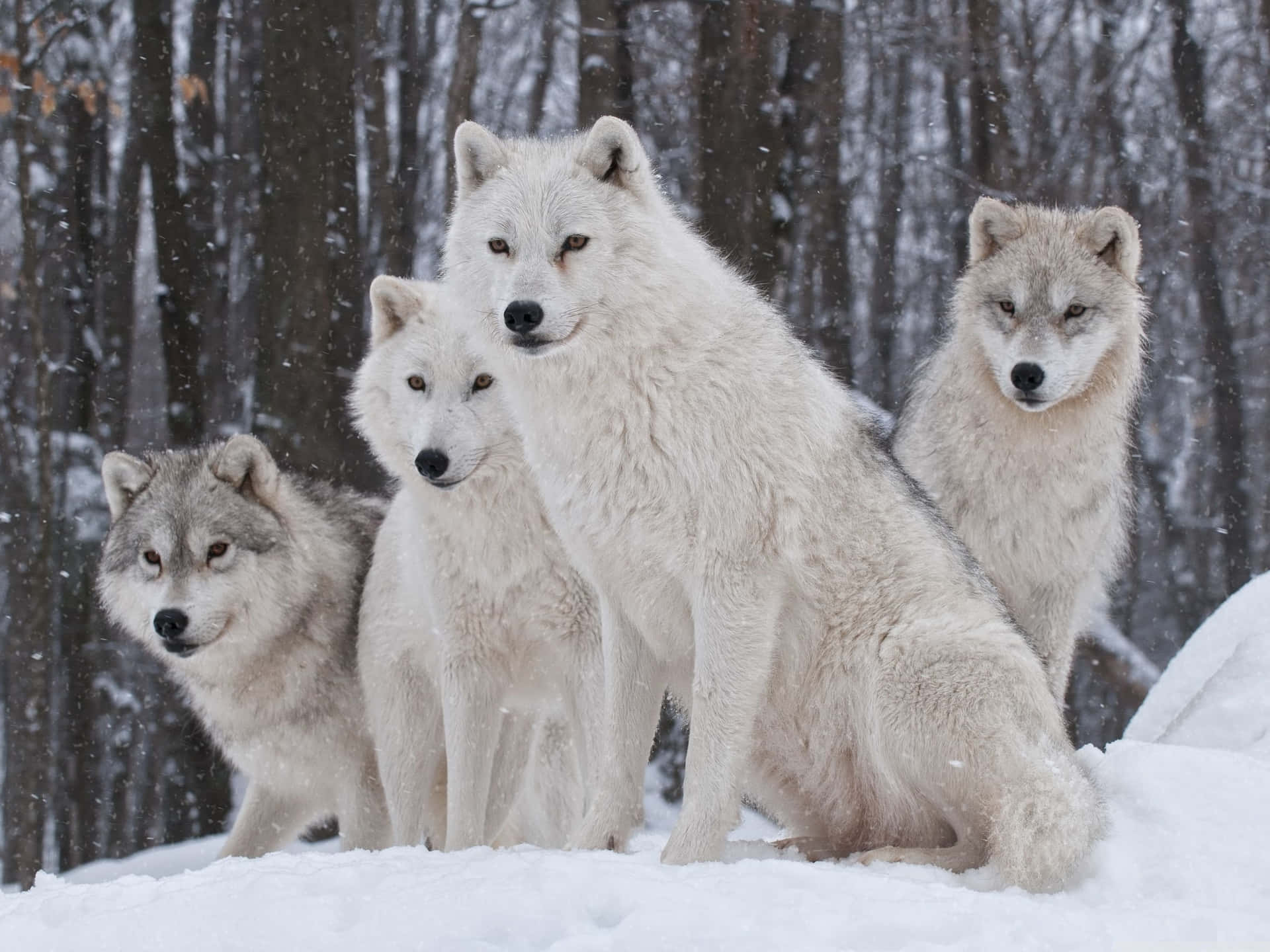 Cute Wolves Standing On Snow Wallpaper