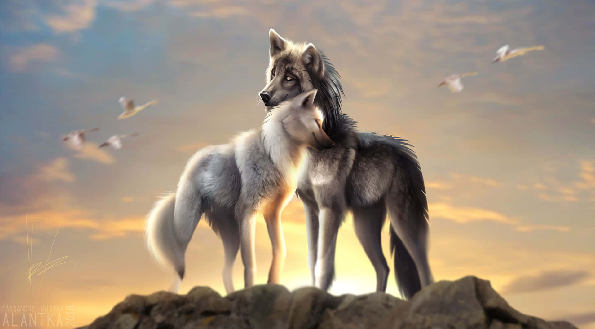 Cute Wolves During Sunrise Wallpaper