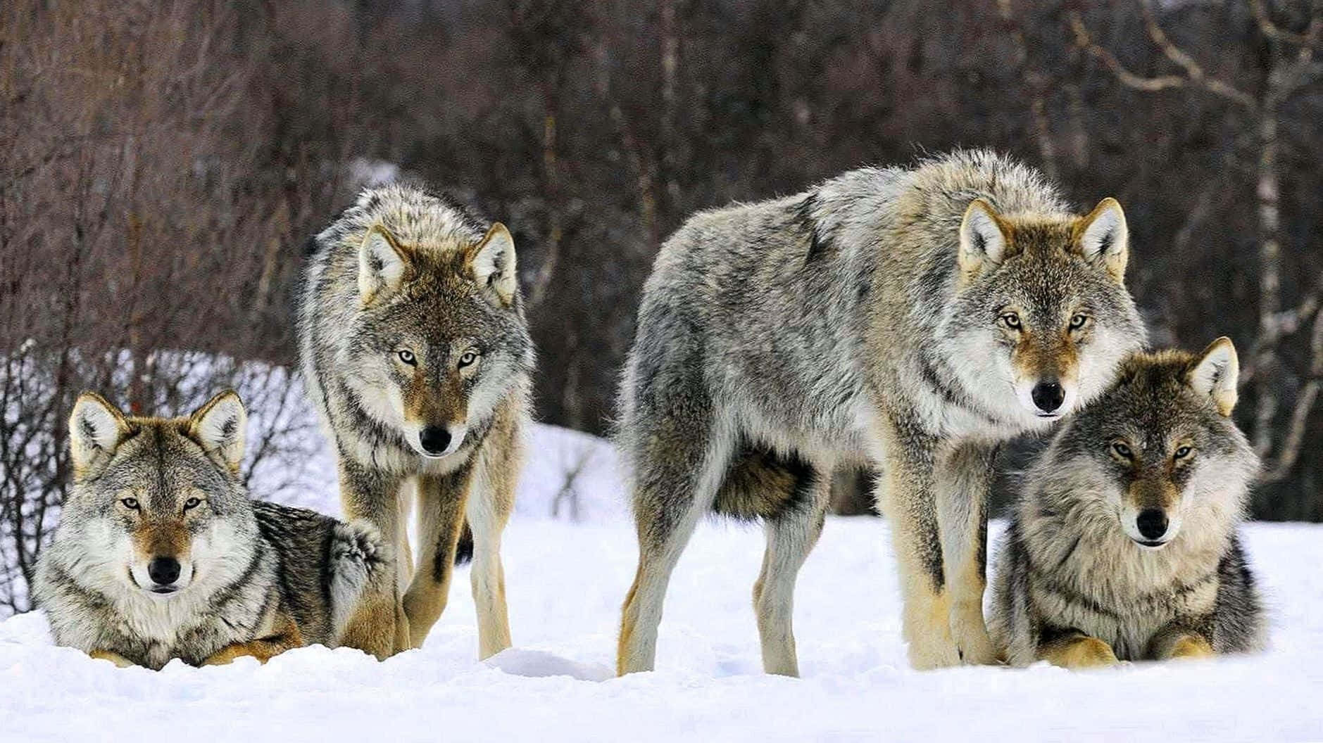 To søde ulve der omfavner hinanden i sneen Wallpaper