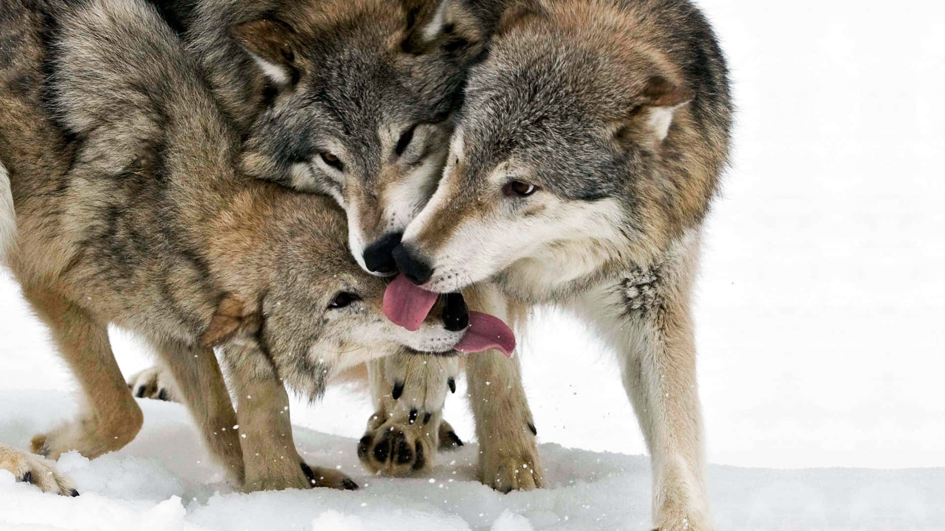 A pair of cute, loving wolves enjoying an intimate moment Wallpaper
