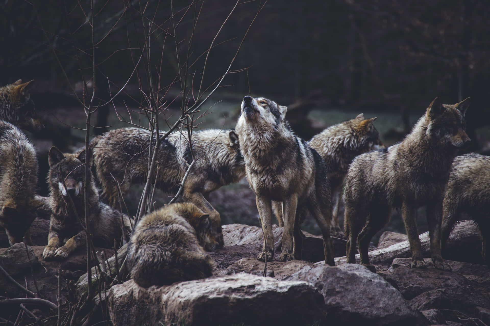 Et vildt udbud af søde ulve i vildmarken. Wallpaper