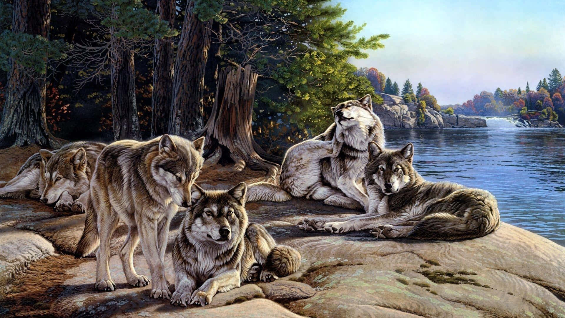 A perfect pair of cute wolves taking a break in a wooded setting Wallpaper