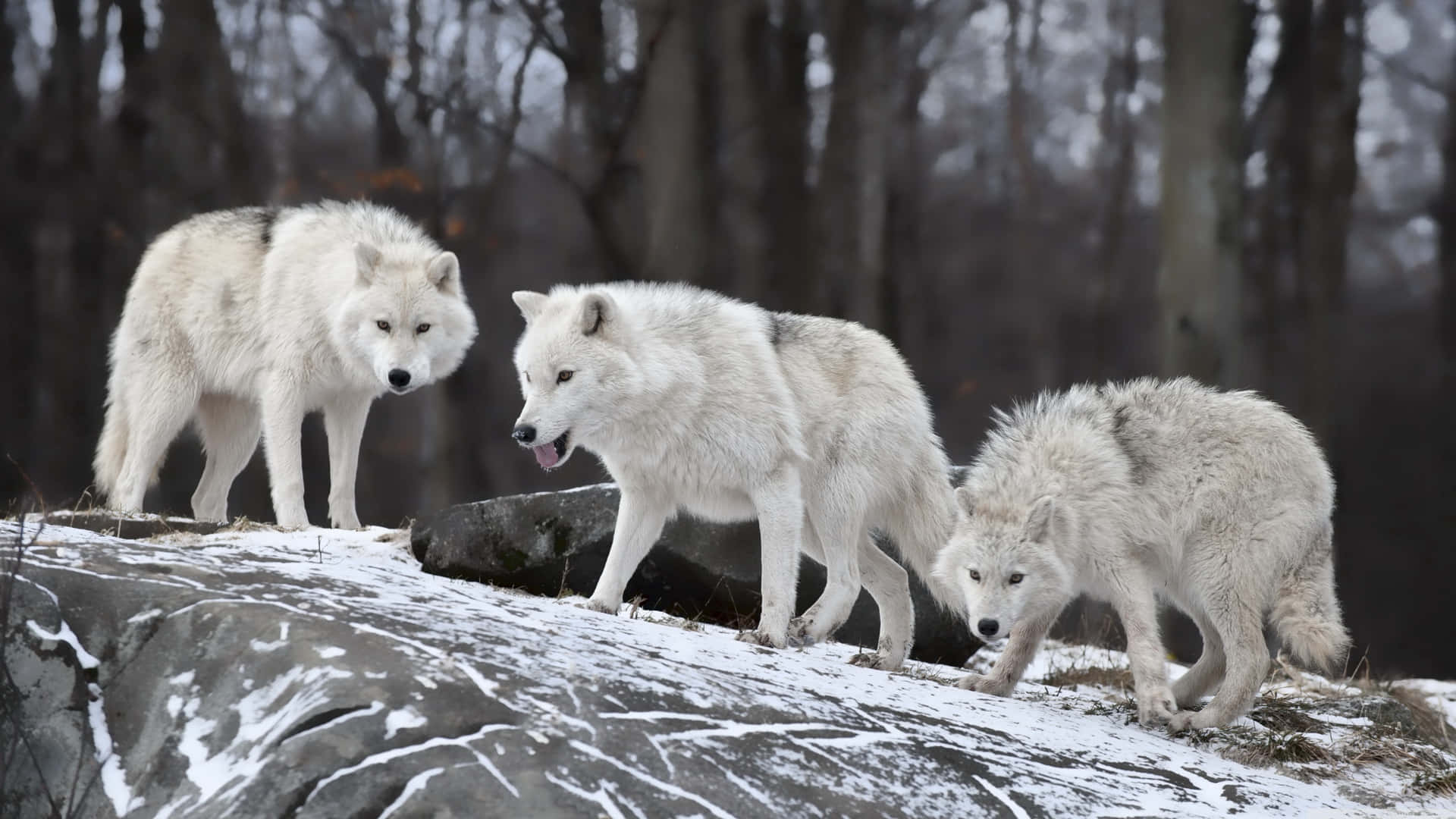Cute White Wolves Smelling Wallpaper