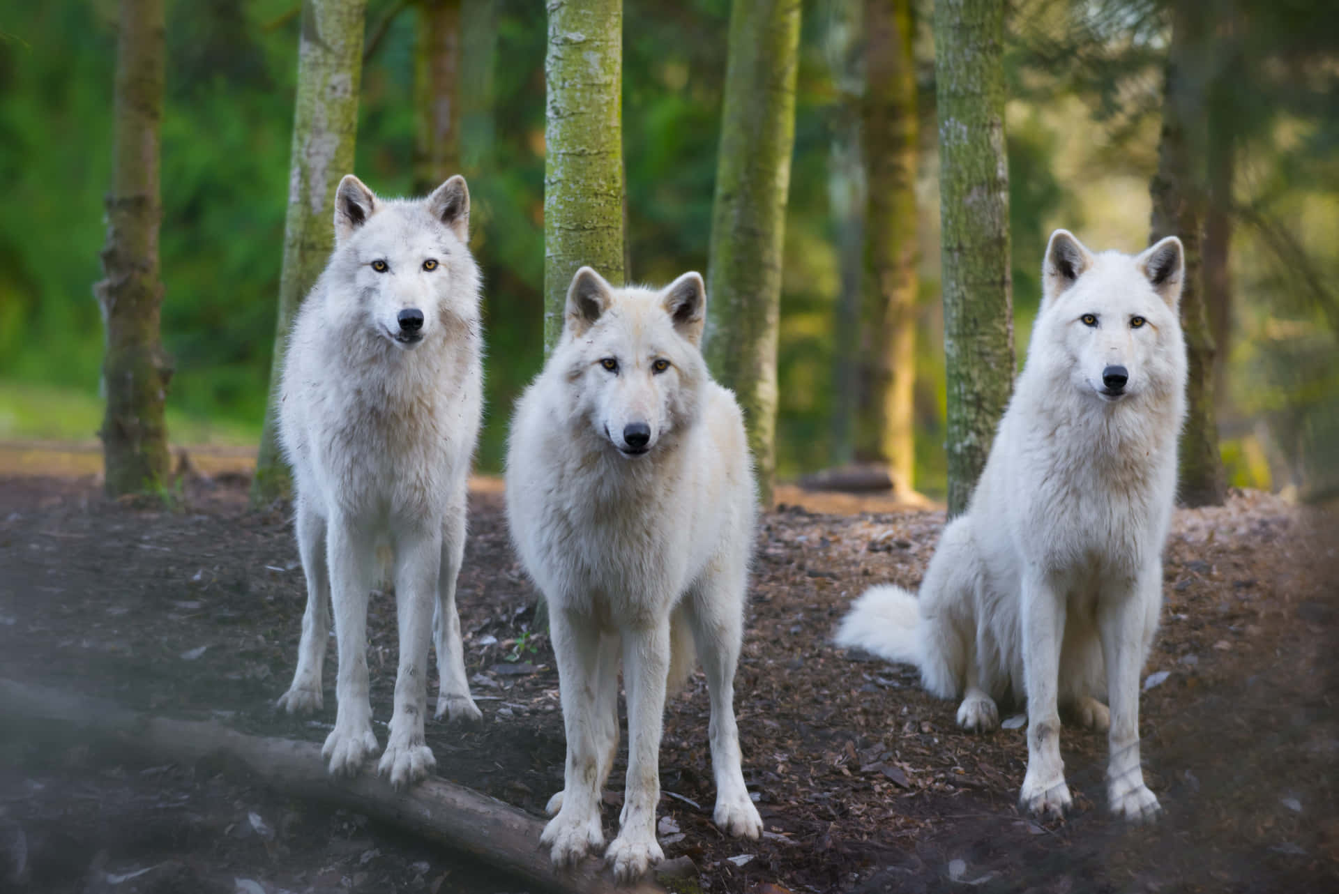 Tre hvide ulve står i skoven Wallpaper