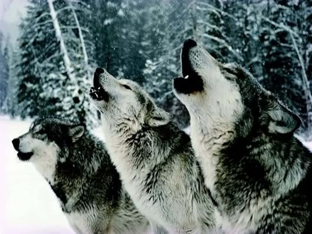 To søde ulve tager en lur i skoven Wallpaper