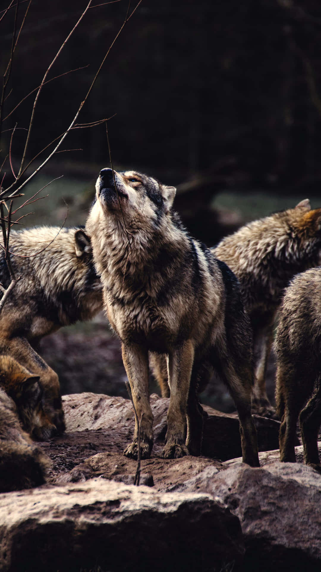 Billede to søde ulve, der krammer på skovbunden. Wallpaper