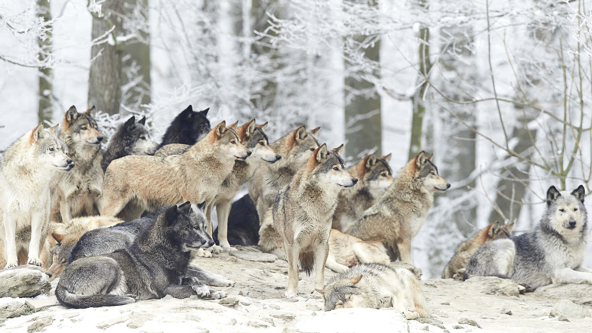 En gruppe ulve der hyle mod månen Wallpaper