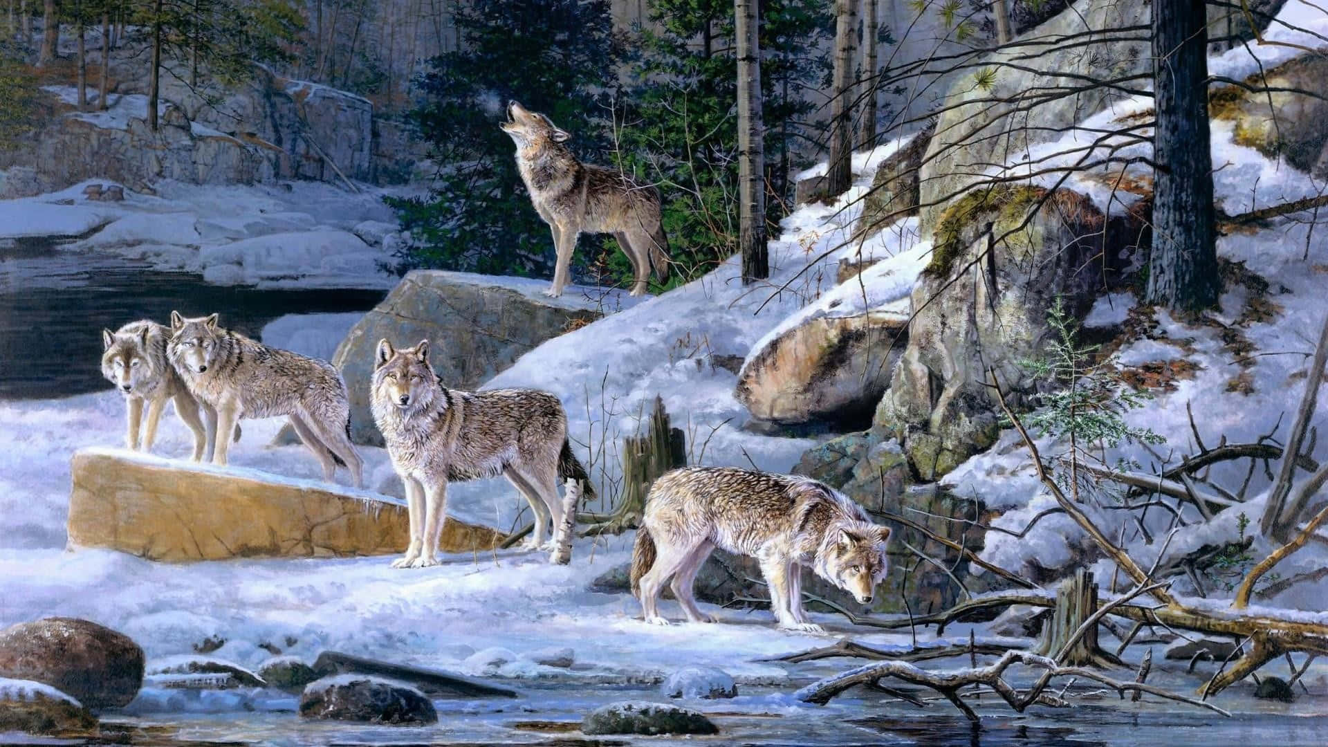 Zweiniedliche Wölfe Teilen Eine Verbindung Wallpaper
