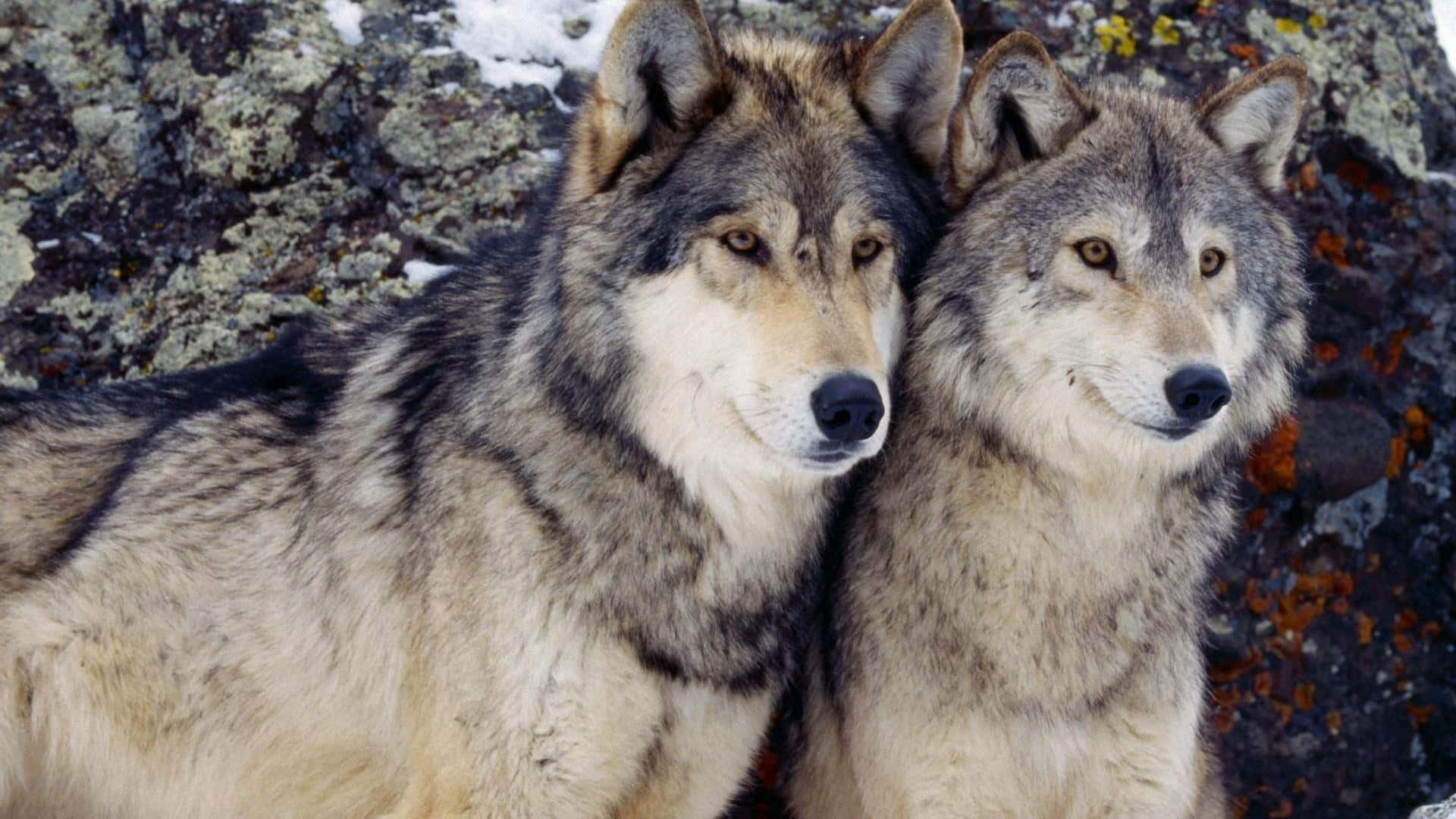 To ulve sidder på toppen af sten og kigger ud over en dal. Wallpaper