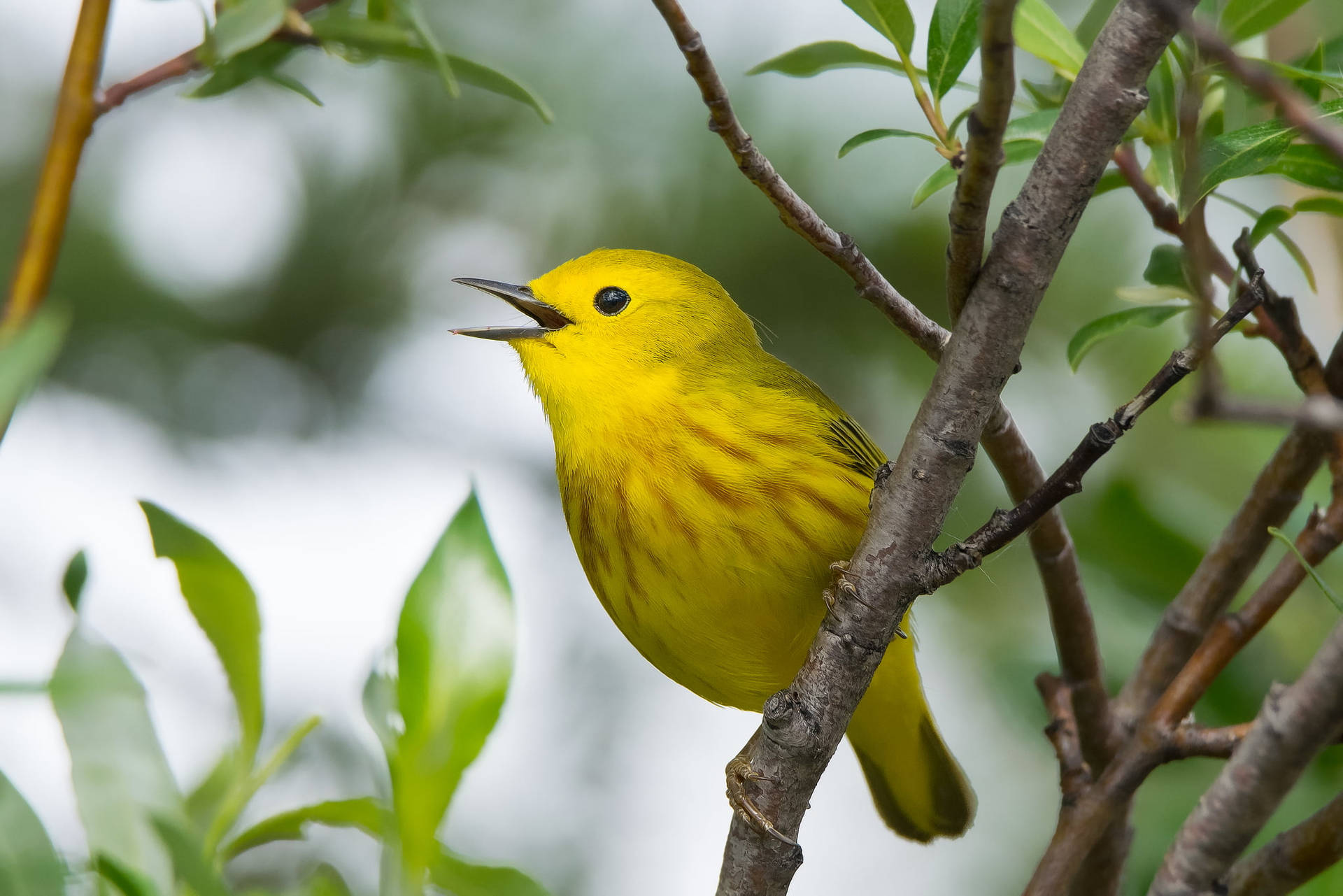 Cute Yellow Bird Wallpaper