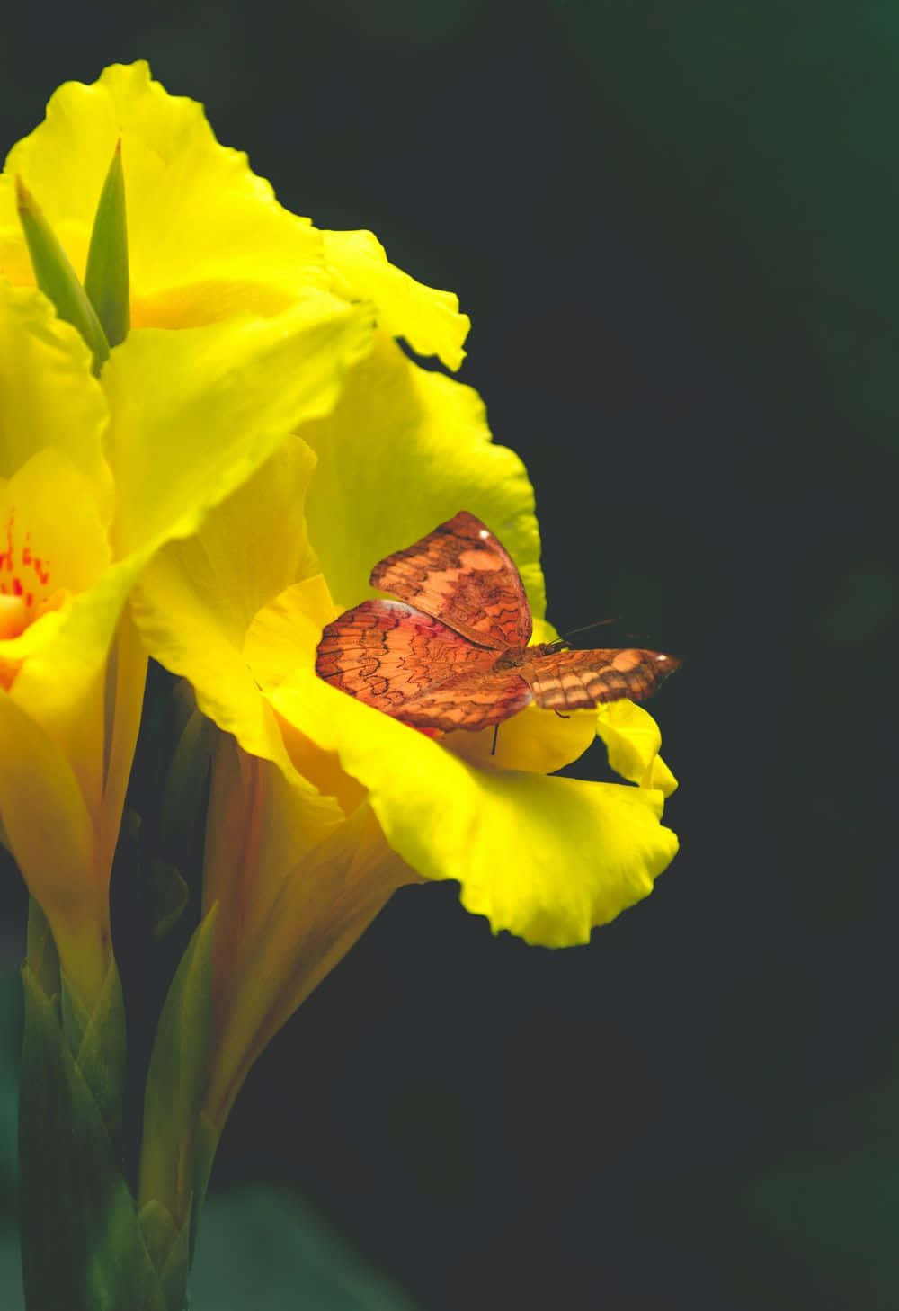 Unamariposa Está Posada En Una Flor Amarilla Fondo de pantalla