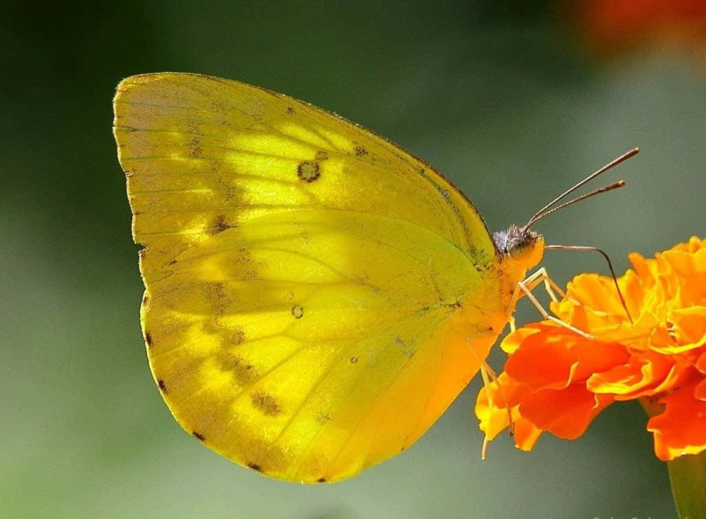 Ungrupo De Hermosas Mariposas Amarillas Revolotean Alrededor De Un Arbusto Frondoso Y Verde. Fondo de pantalla