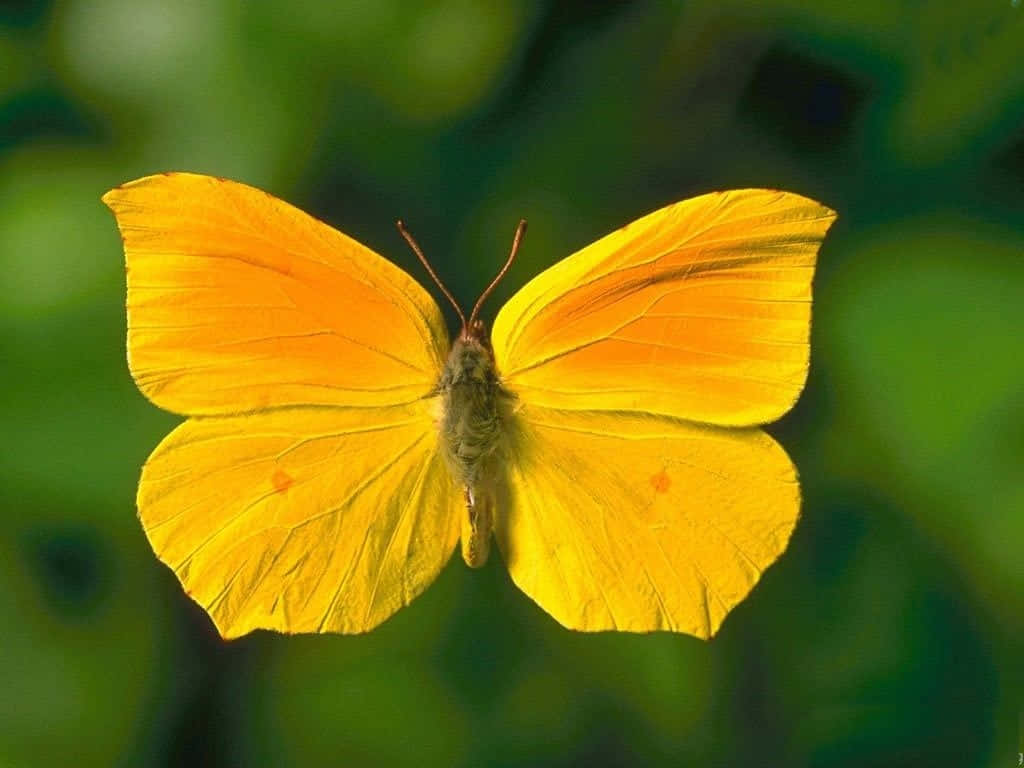 Unenjambre De Lindas Mariposas Amarillas Tomando Vuelo. Fondo de pantalla