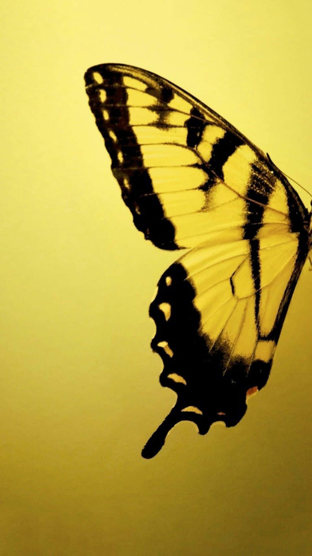 Ljusagula Fjärilar Fladdrar På En Blomstrande Äng Wallpaper