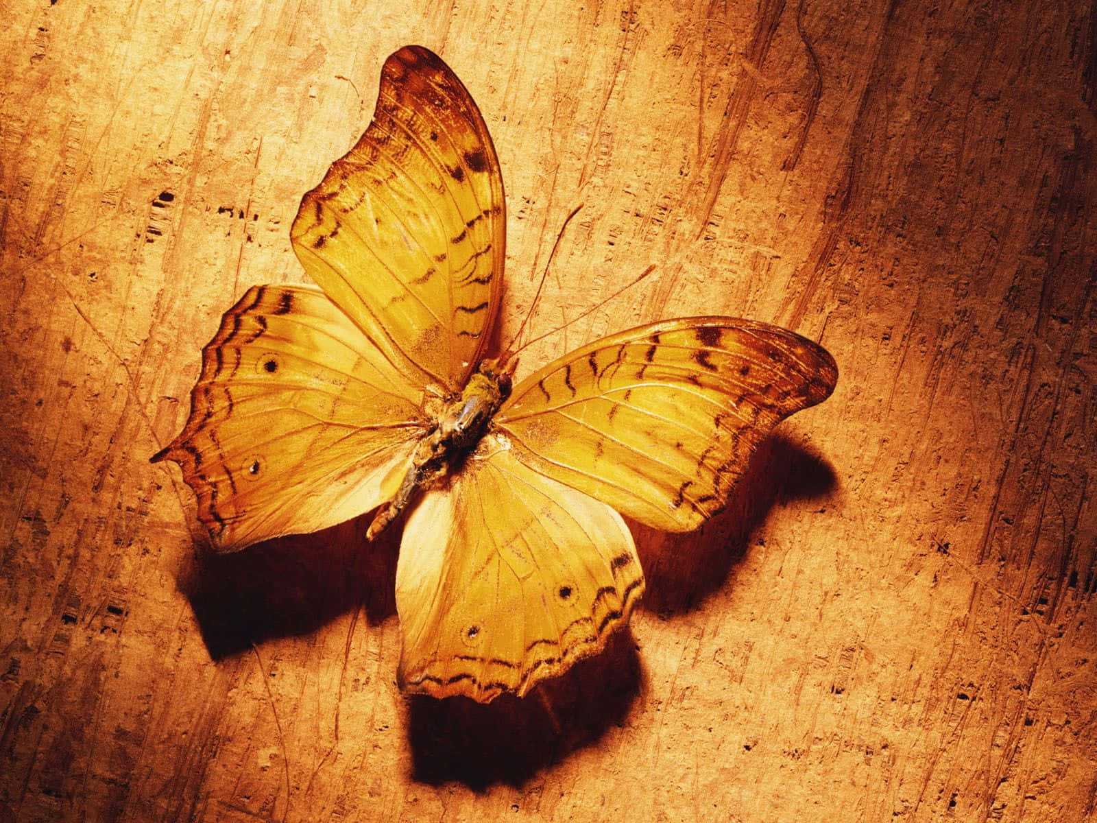 Take flight with these lovely Cute Yellow Butterflies! Wallpaper