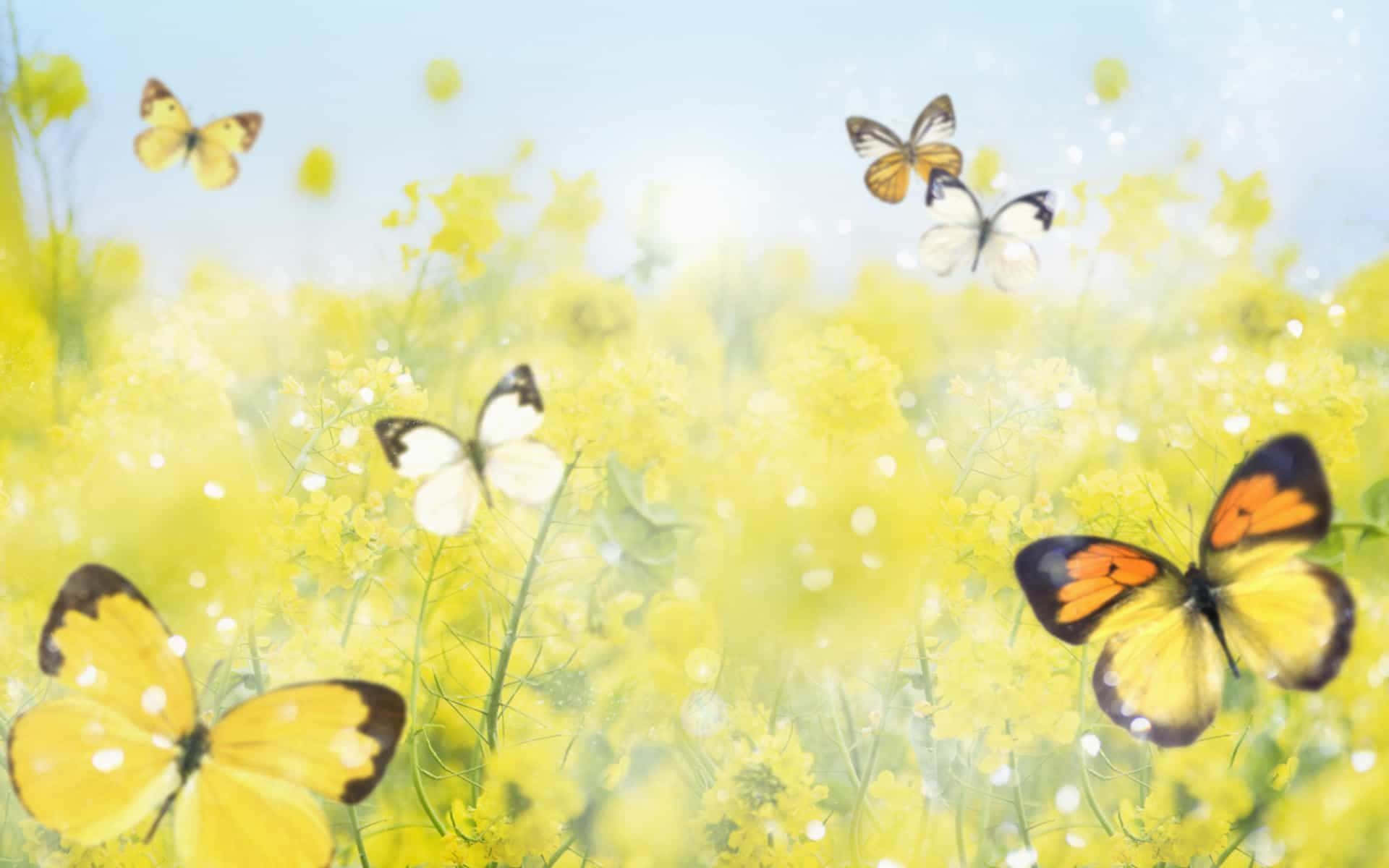 A field of cute yellow butterflies, happily fluttering in the sunshine. Wallpaper