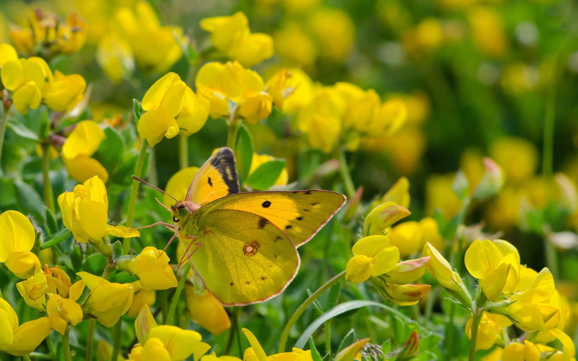 Dreisüße Gelbe Schmetterlinge Fliegen. Wallpaper