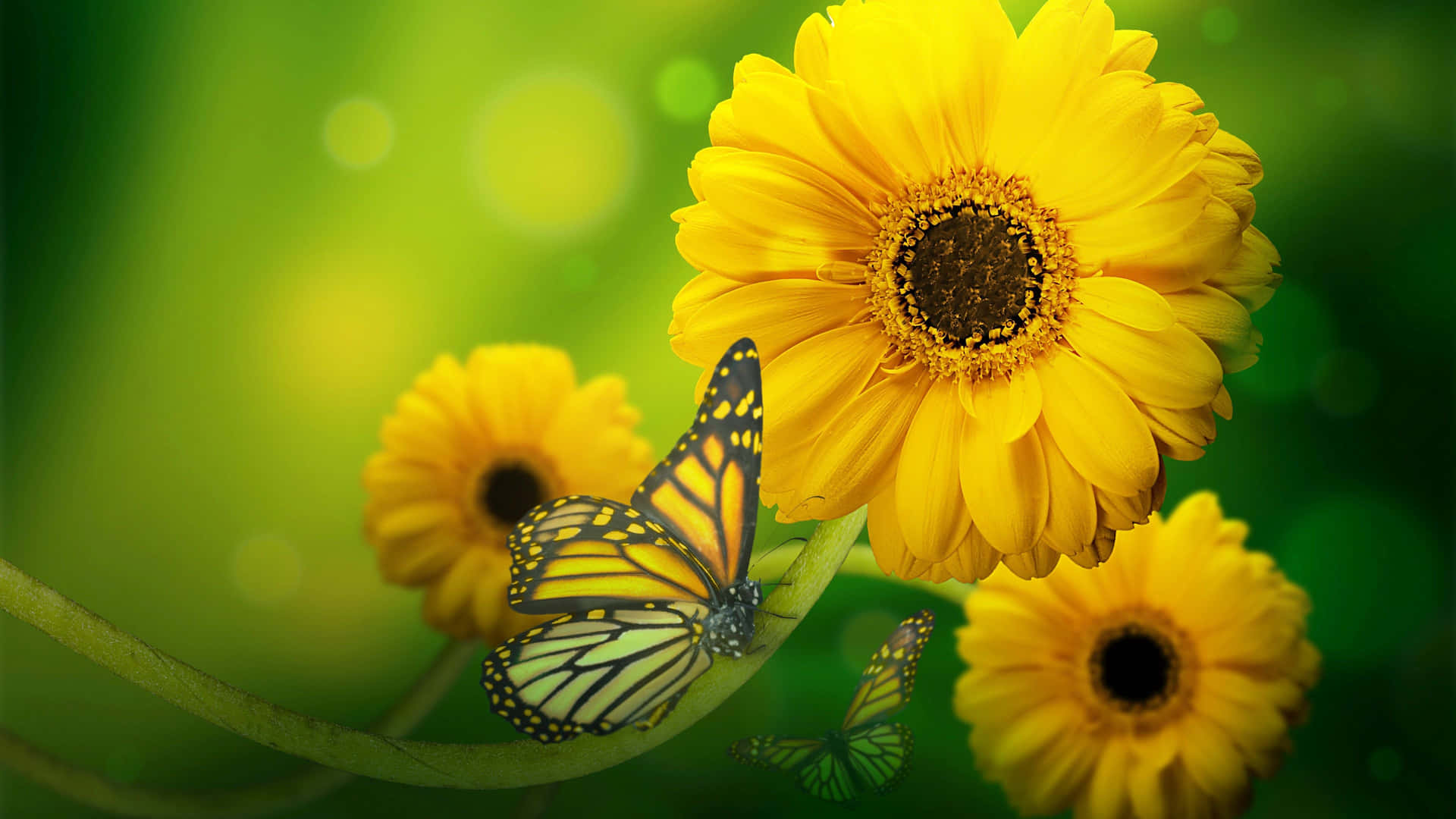 Bright and Beautiful Cute Yellow Butterflies Wallpaper