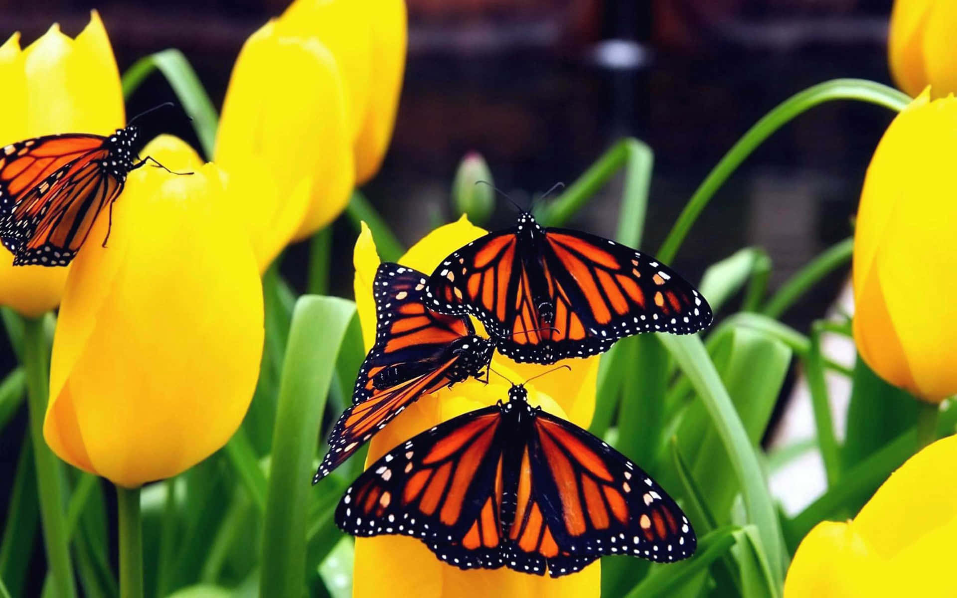 Einegruppe Niedlicher Gelber Schmetterlinge, Die Durch Die Luft Fliegen. Wallpaper