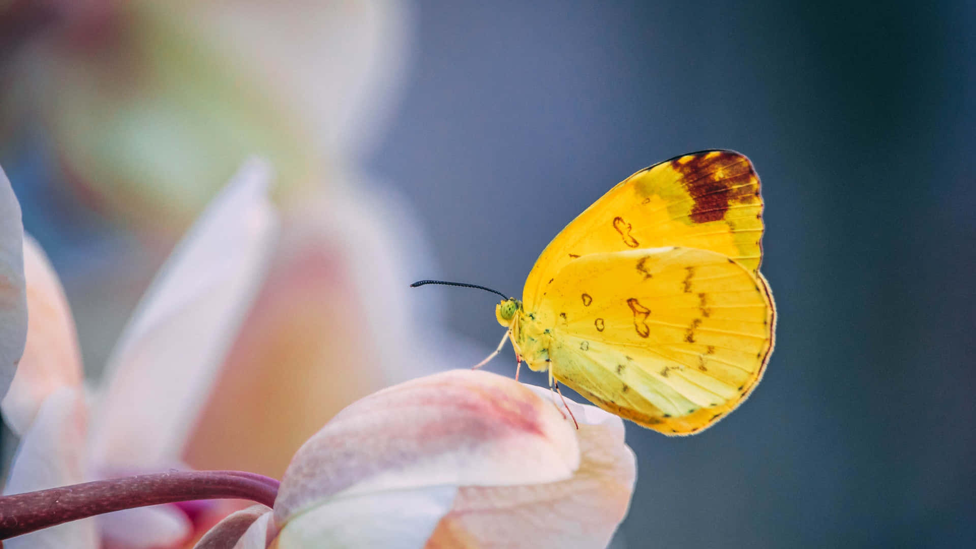 Helledeinen Tag Auf Mit Diesen Niedlichen Gelben Schmetterlingen. Wallpaper