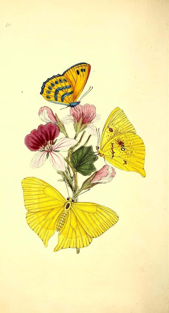 Machensie Ihren Tag Mit Diesen Schönen Niedlichen Gelben Schmetterlingen Heller. Wallpaper