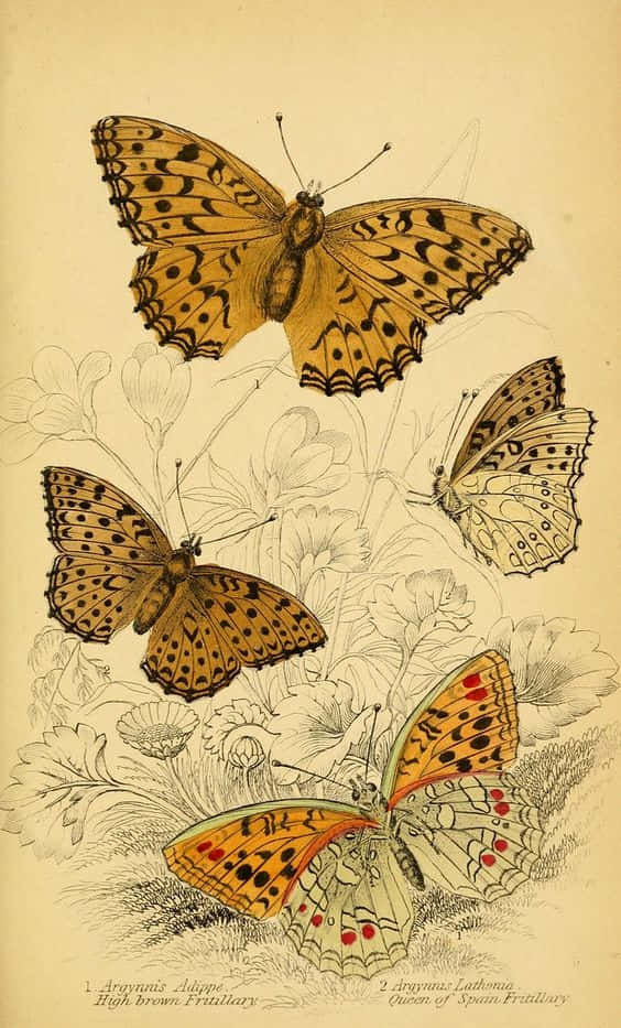 Helleund Wunderschöne Niedliche Gelbe Schmetterlinge Wallpaper