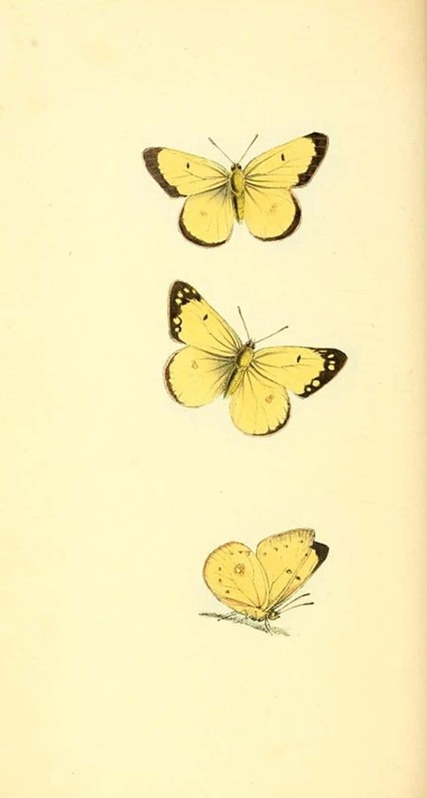Se på disse to søde gule sommerfugle, der flyver gennem himlen. Wallpaper