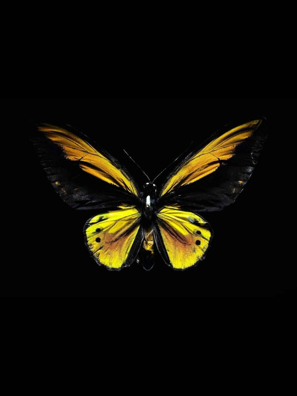 Delightful Yellow Butterflies Wallpaper