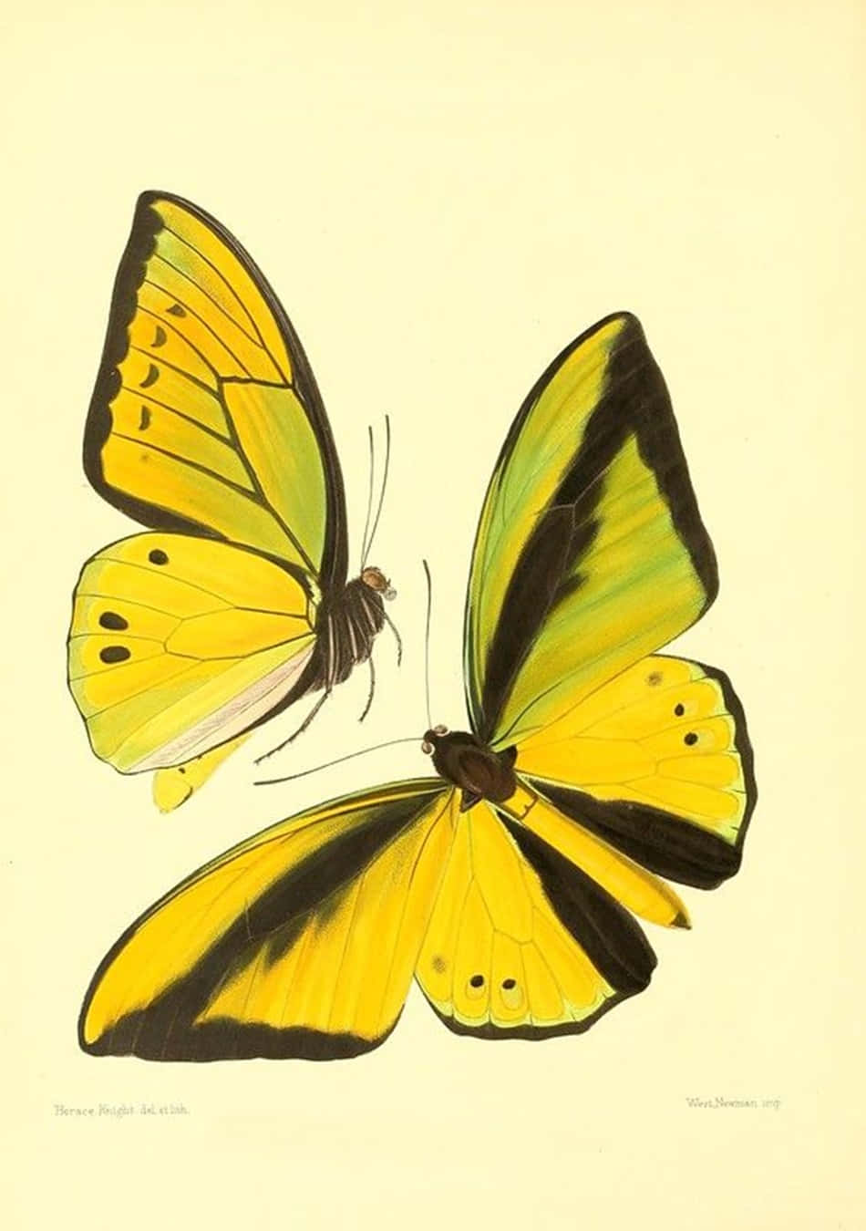 A flock of cute yellow butterflies enjoying the summer sunshine Wallpaper