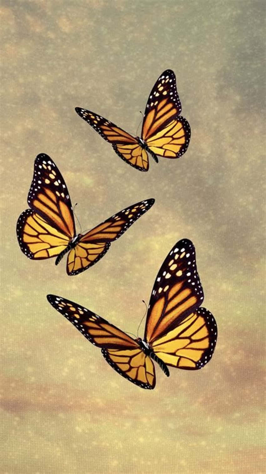 Süßegelbe Schmetterlinge Am Himmel Wallpaper