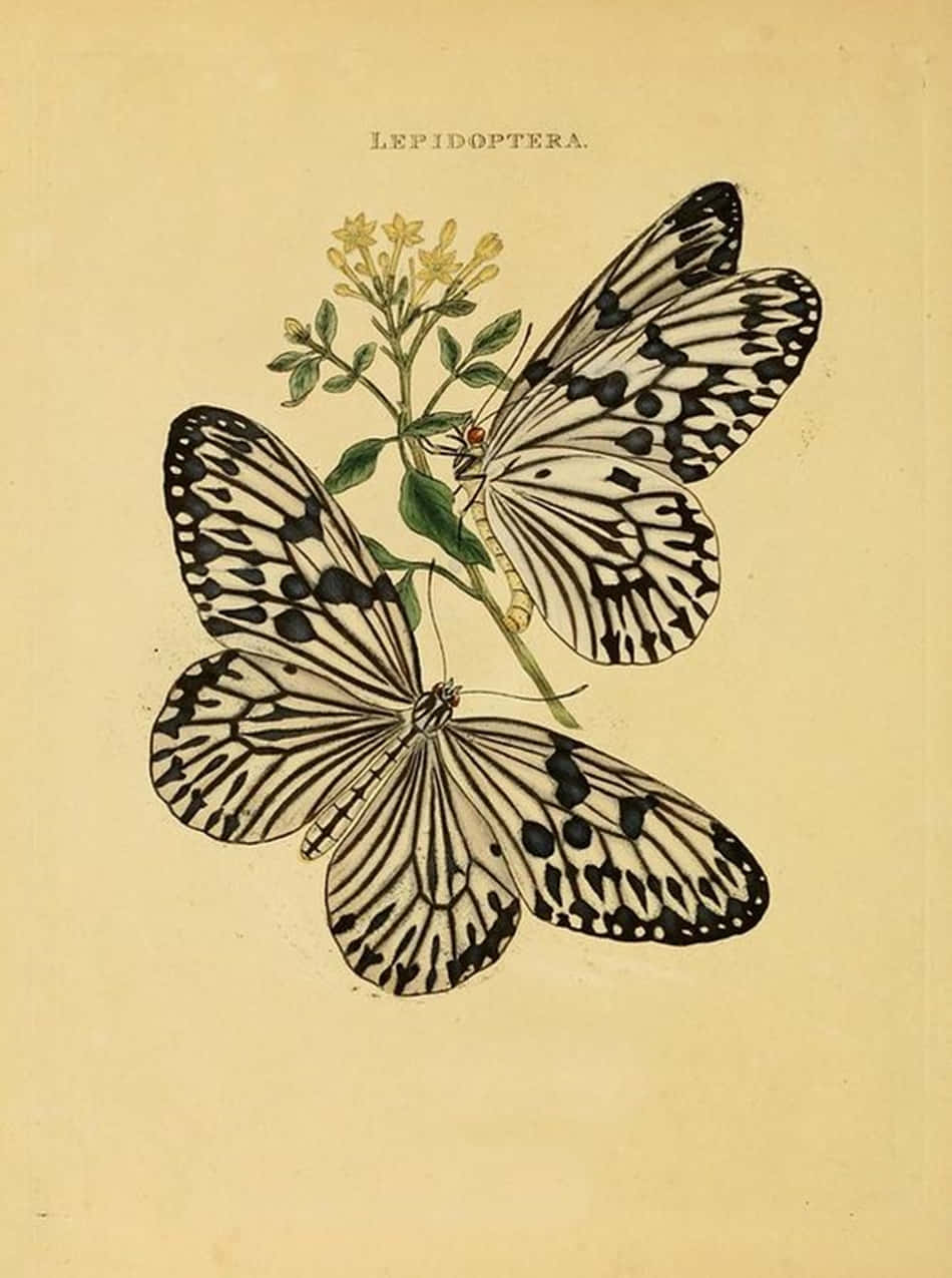 Two Butterflies On A Flower Wallpaper