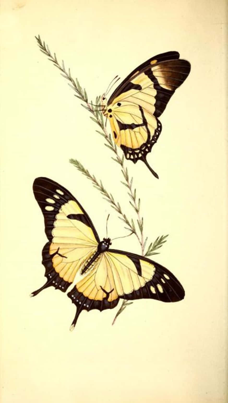 Tre glade gule sommerfugle svæver i luften. Wallpaper