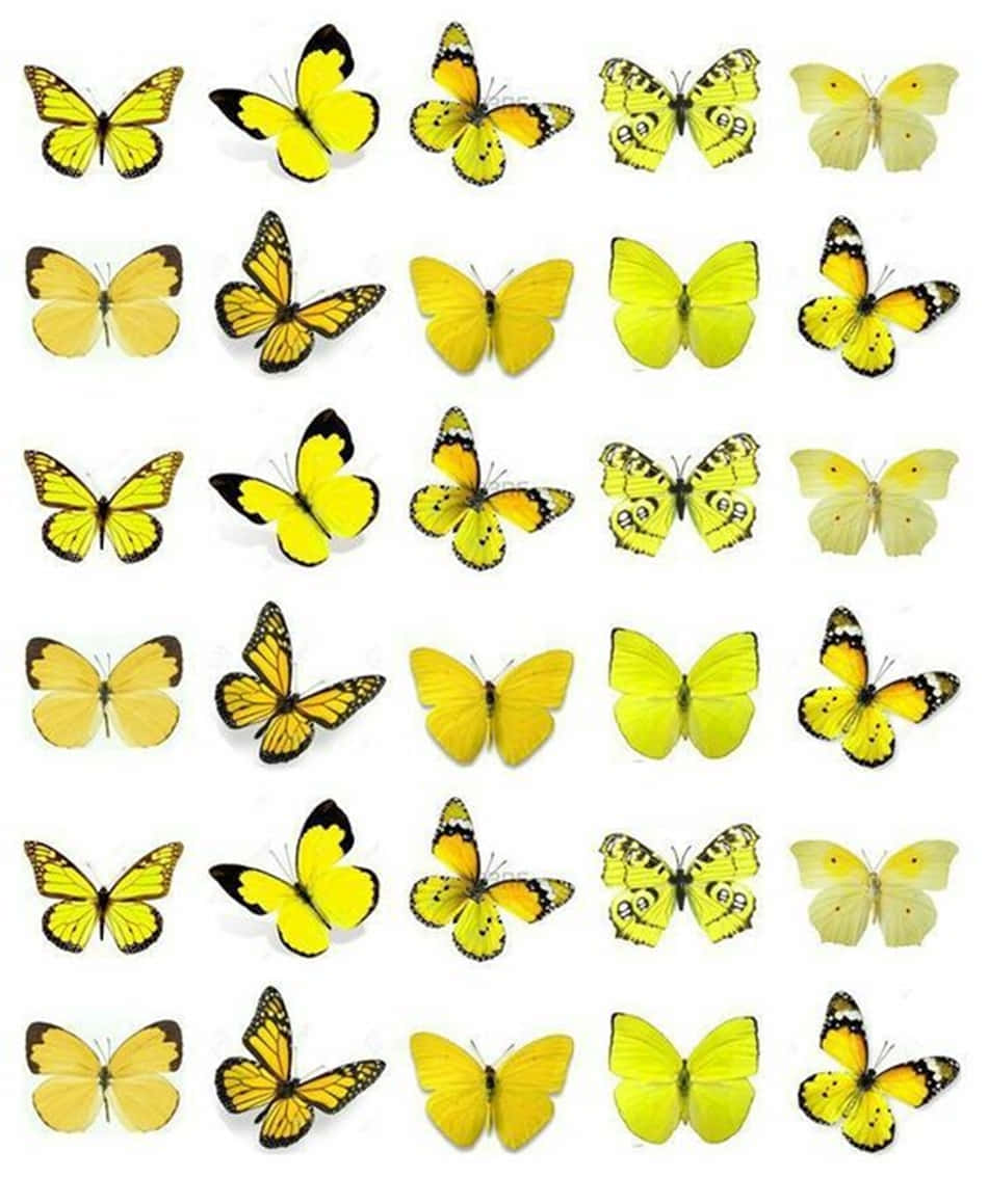 Enjambrede Adorables Mariposas Amarillas Fondo de pantalla