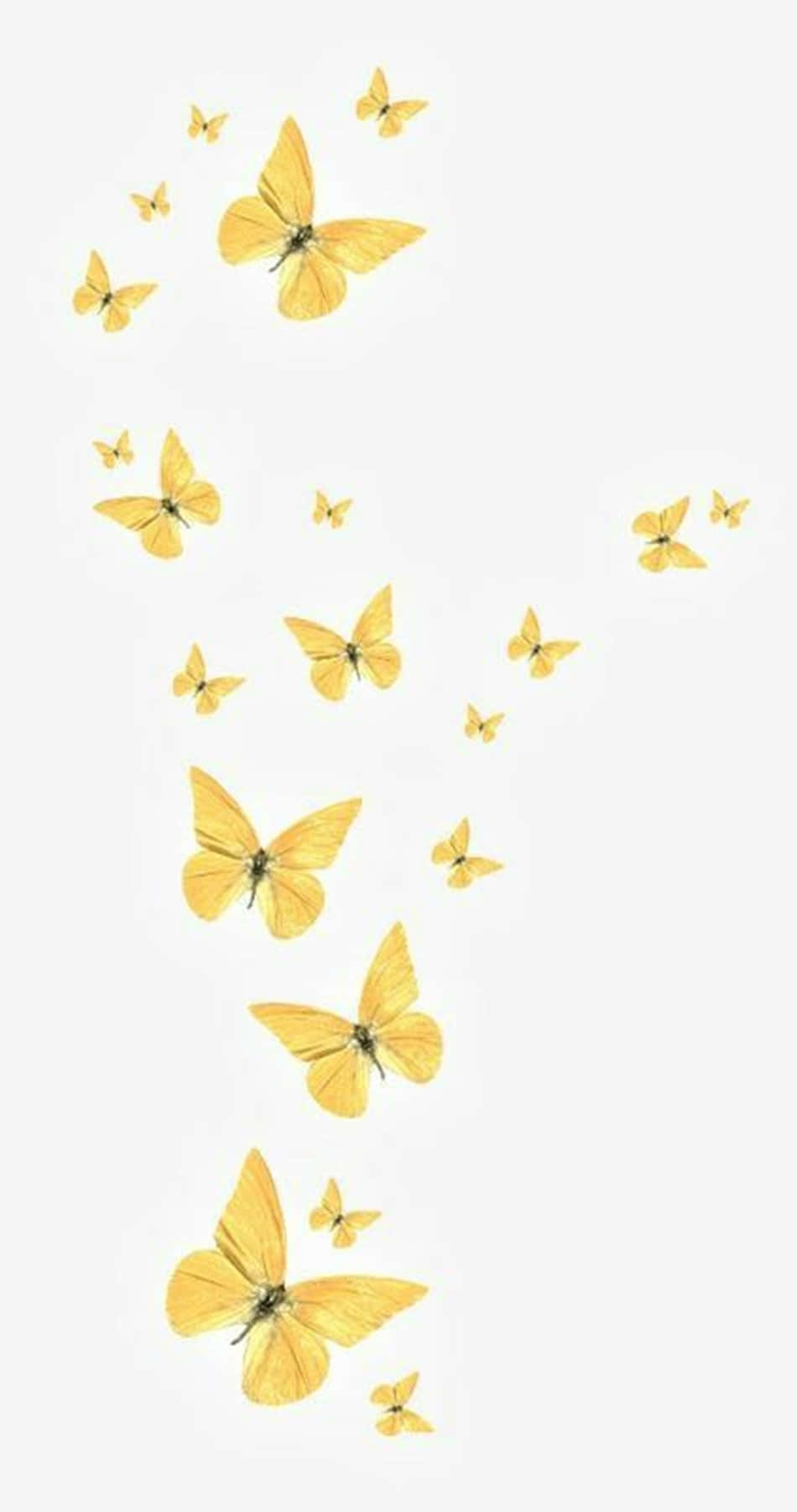 To energiske gule sommerfugle, der leder efter et friskt start. Wallpaper