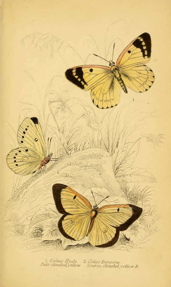 Bright Yellow Butterflies Take Flight Wallpaper