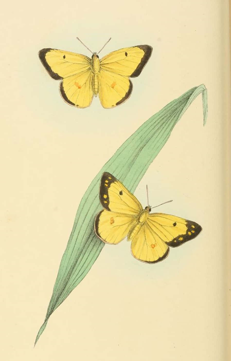 Entzückendegelbe Schmetterlinge Versammeln Sich In Der Natur Wallpaper