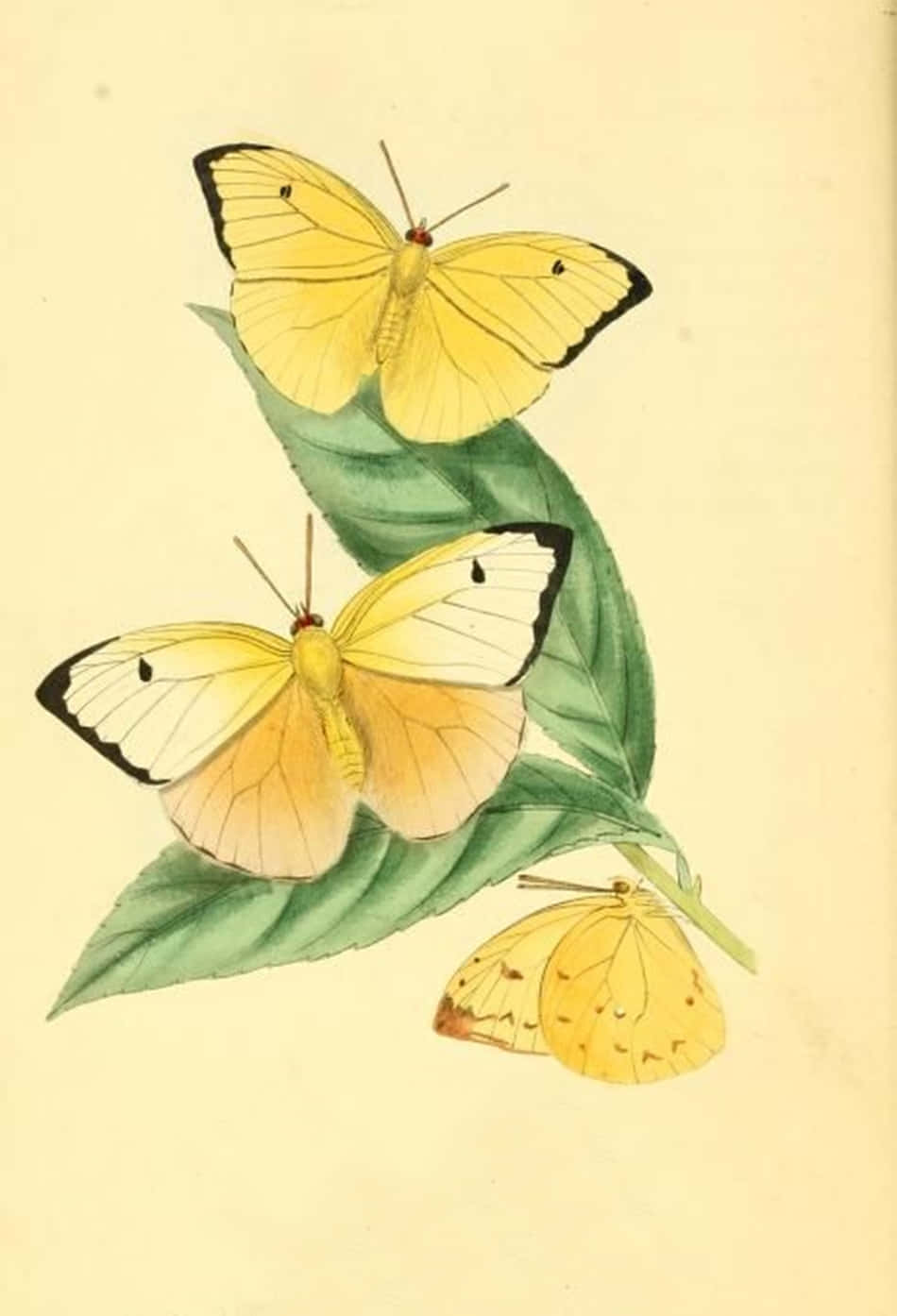 Unhermoso Grupo De Vibrantes Mariposas Amarillas Volando En Formación. Fondo de pantalla