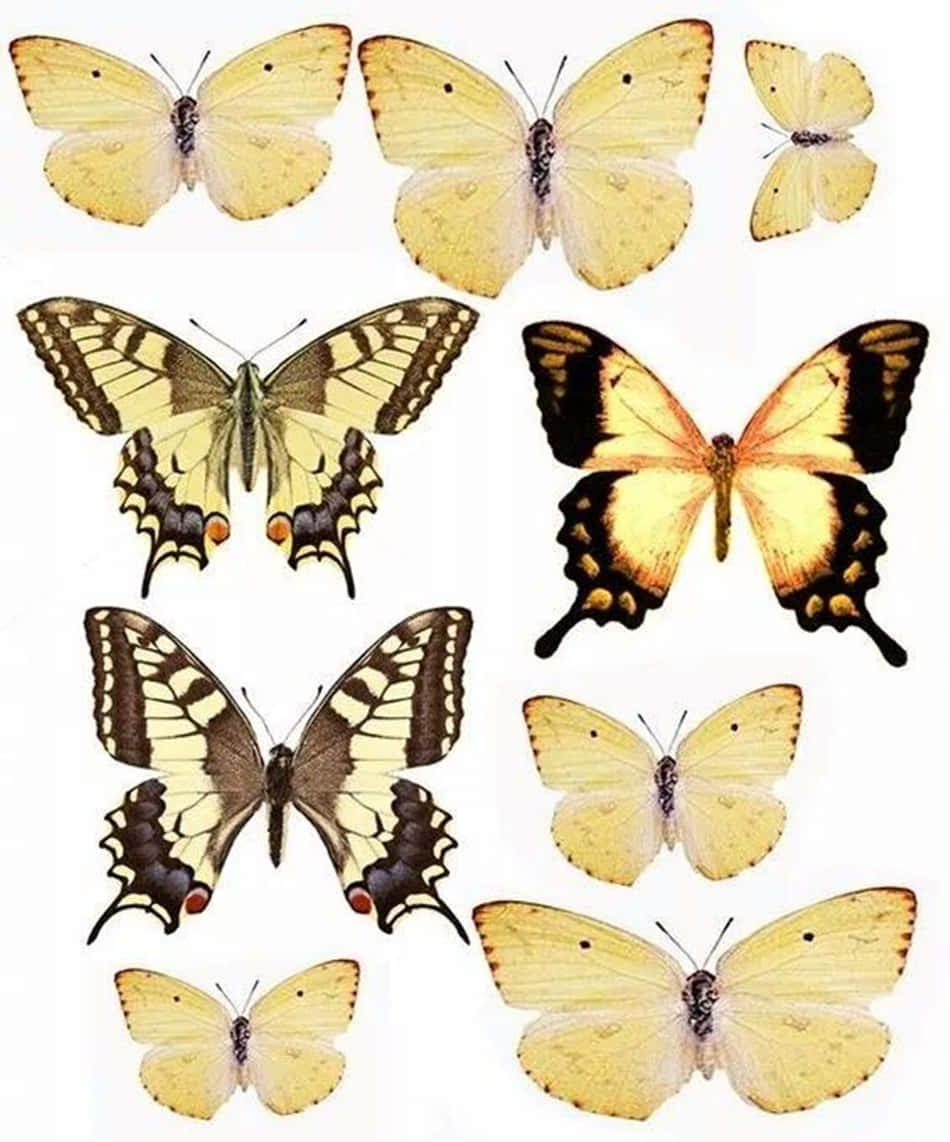 Two yellow butterfly friends flutter through a bright summer day. Wallpaper