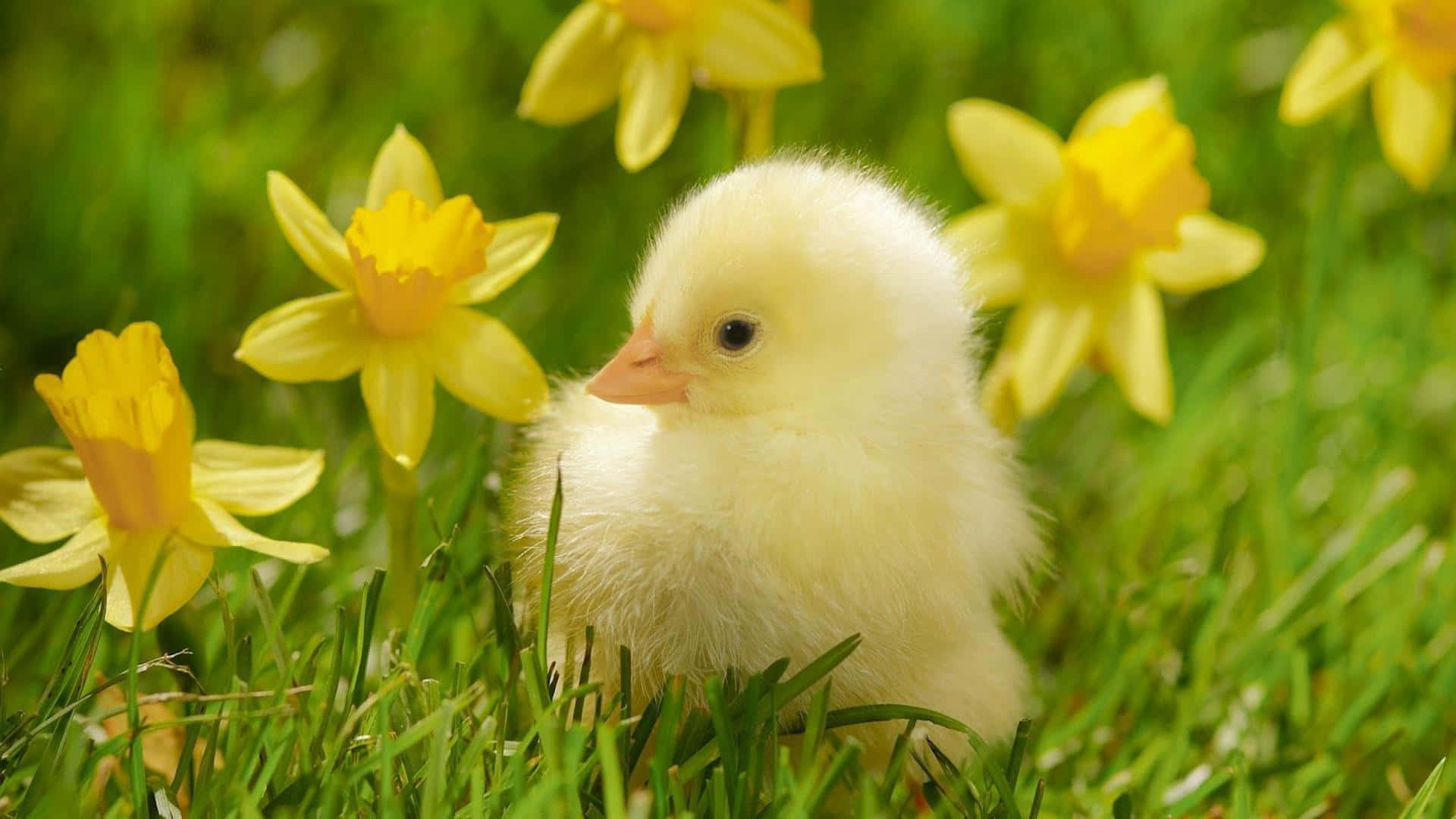En lille kylling står i græsset med gule blomster Wallpaper