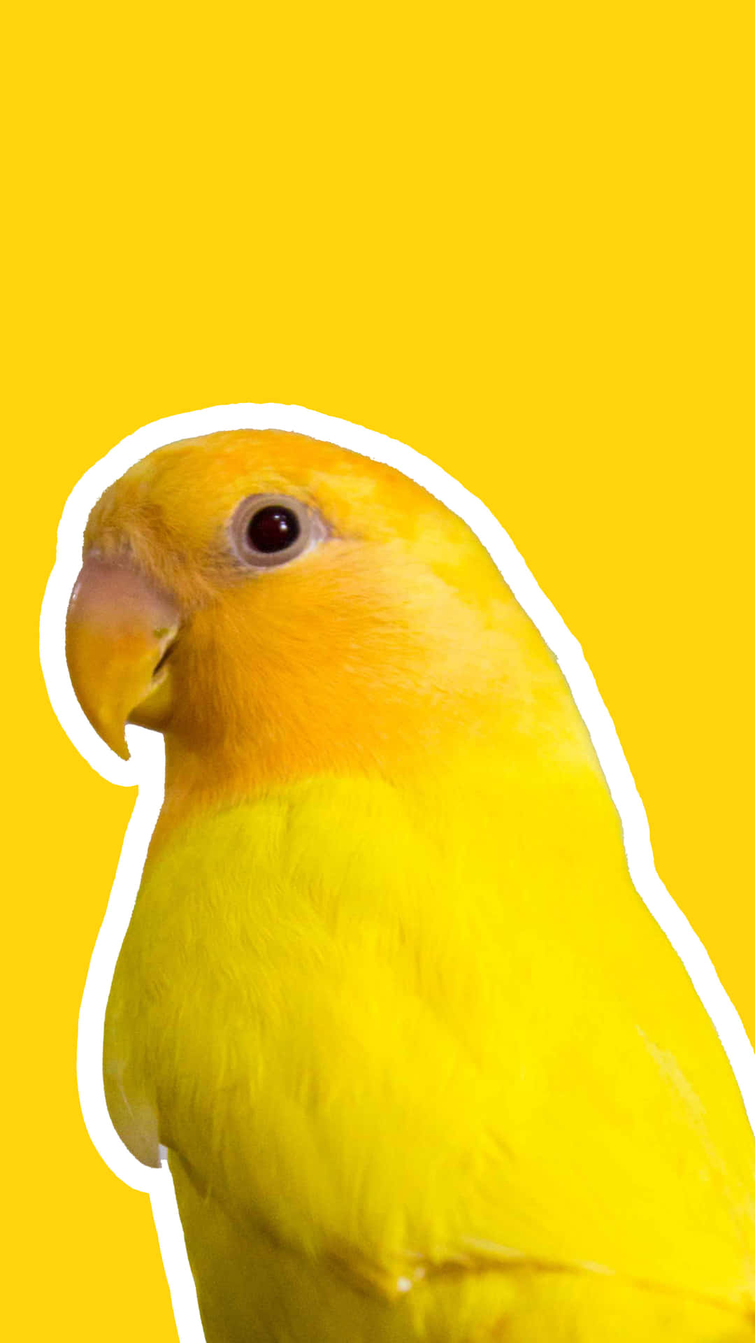 Cute Yellow Parrot Wallpaper