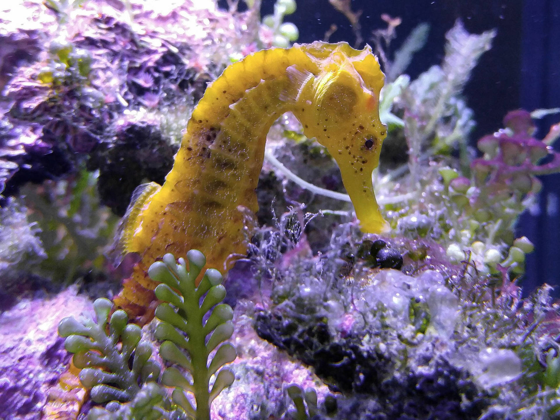 Cute Yellow Seahorse Wallpaper