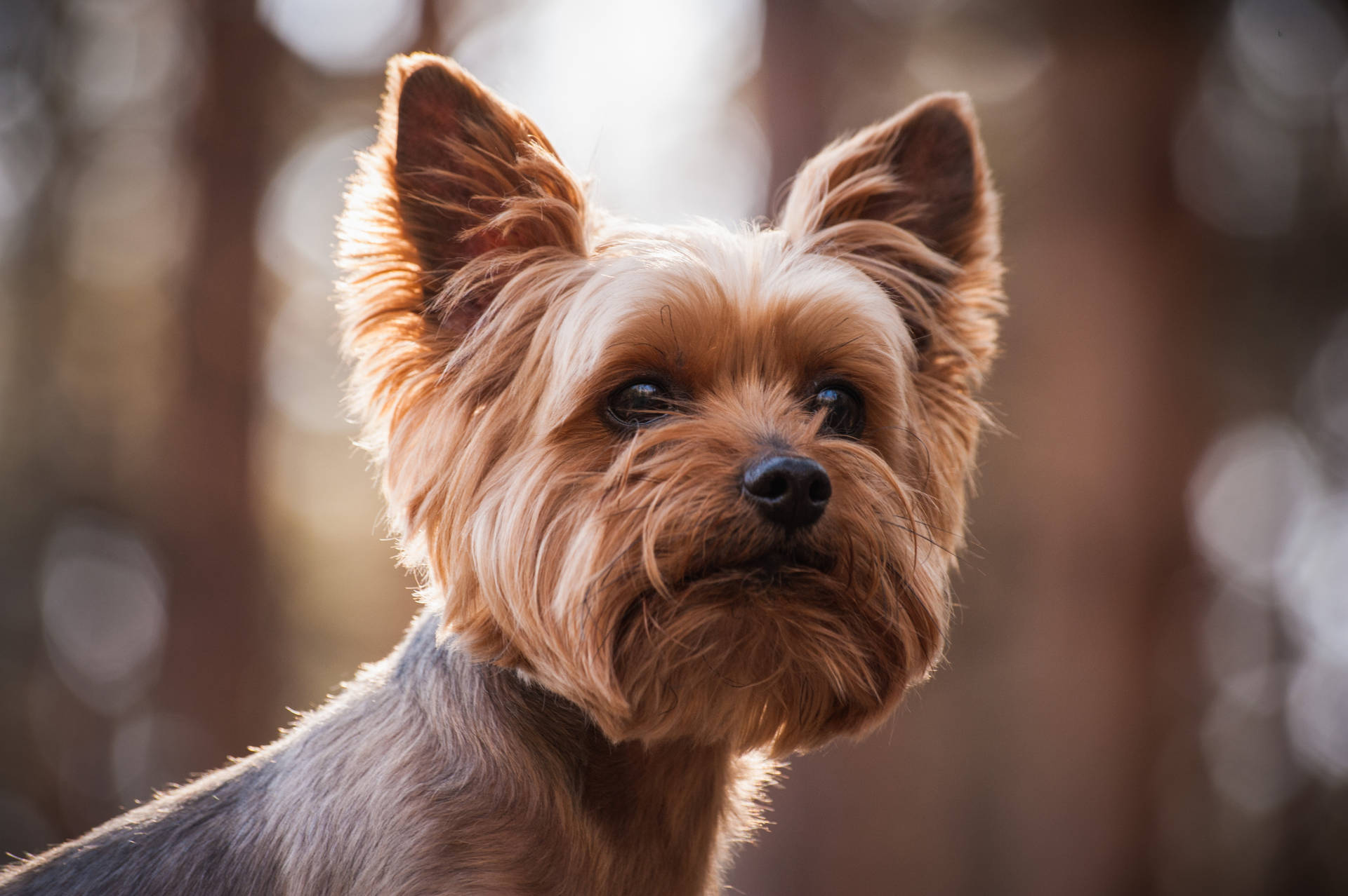 Cute Yorkshire Terrier Photography Wallpaper