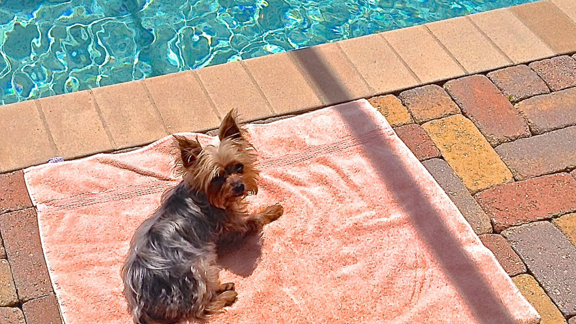 Niedlicheryorkshire Terrier Beim Sonnenbaden Am Pool. Wallpaper
