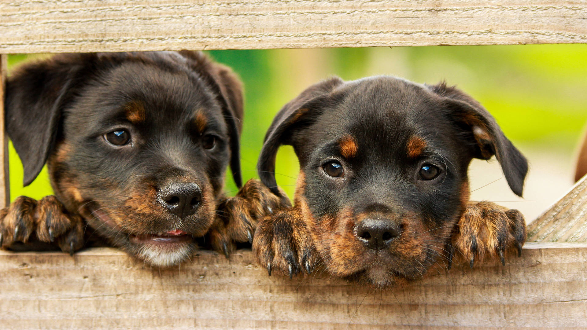 Cutesy Rottweiler Puppies