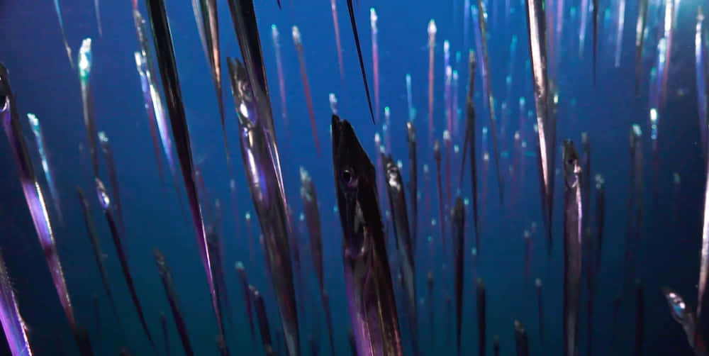 Cutlassfish School Underwater Wallpaper