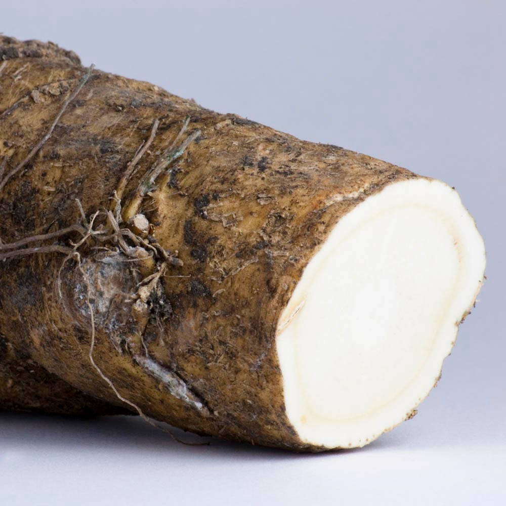 Freshly Cut Horseradish Root Wallpaper